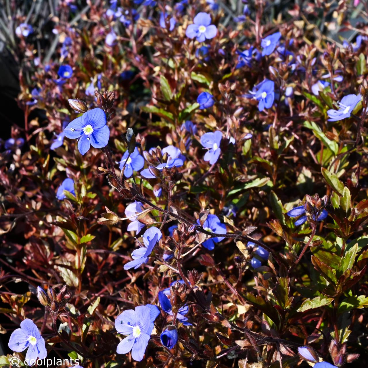 Veronica umbrosa  'Georgia Blue' plant