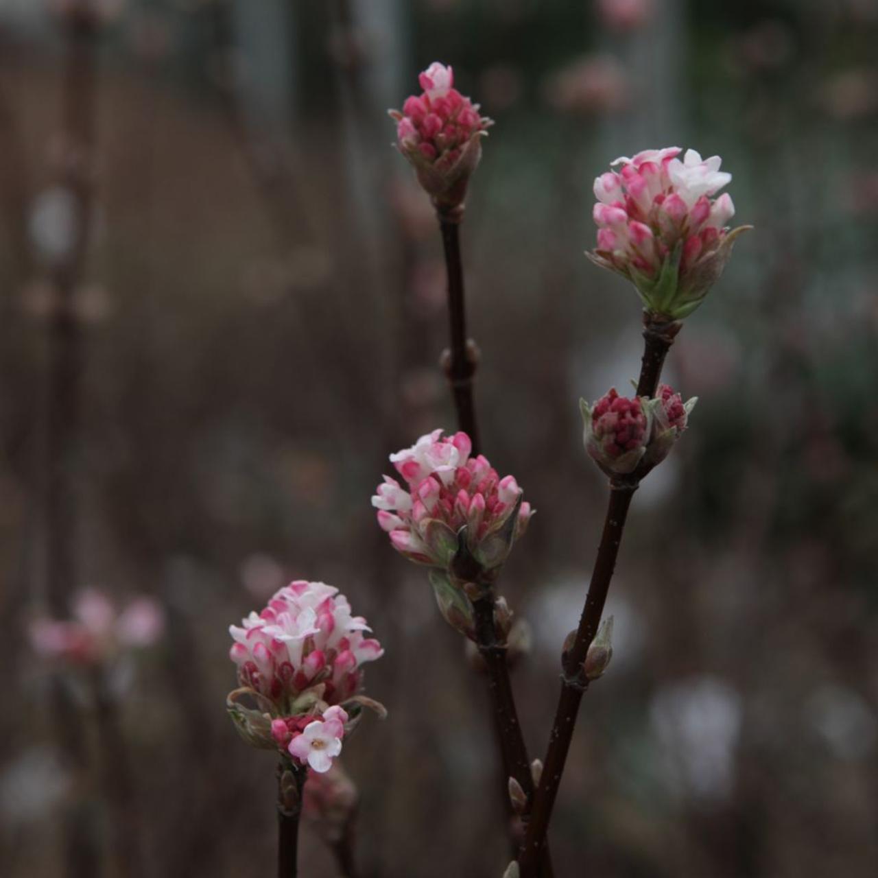 Viburnum x bodnantense 'Charles Lamont' plant