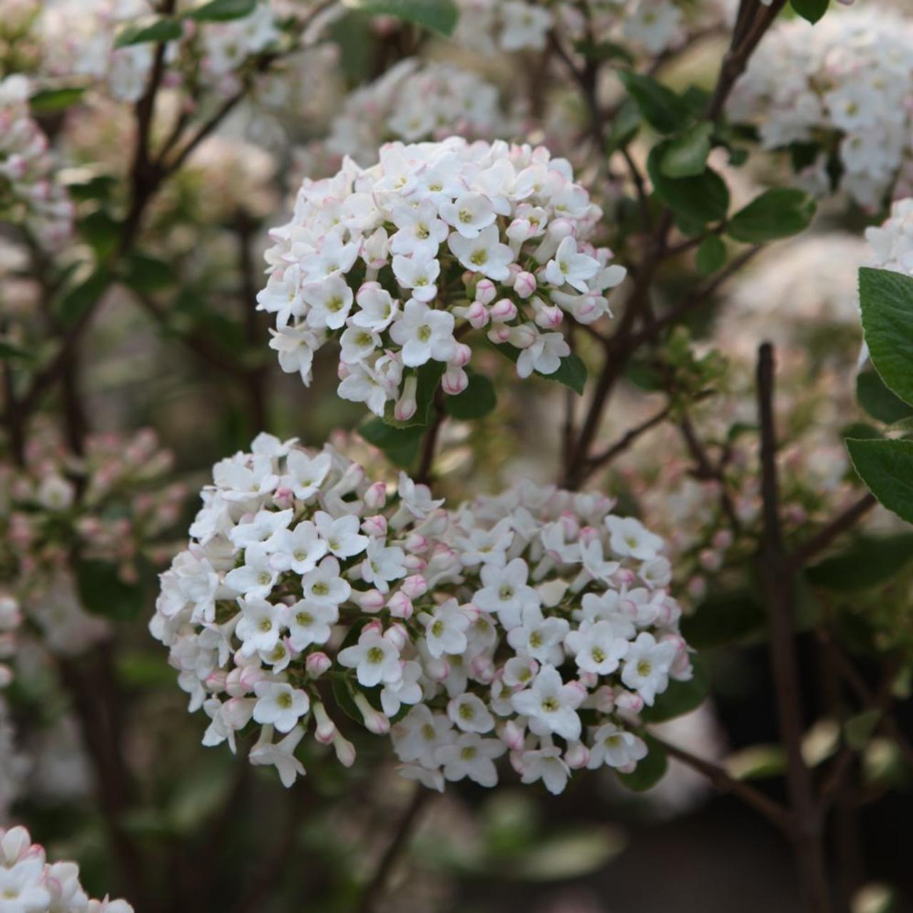 Viburnum burkwoodii 'Anne Russell' plant