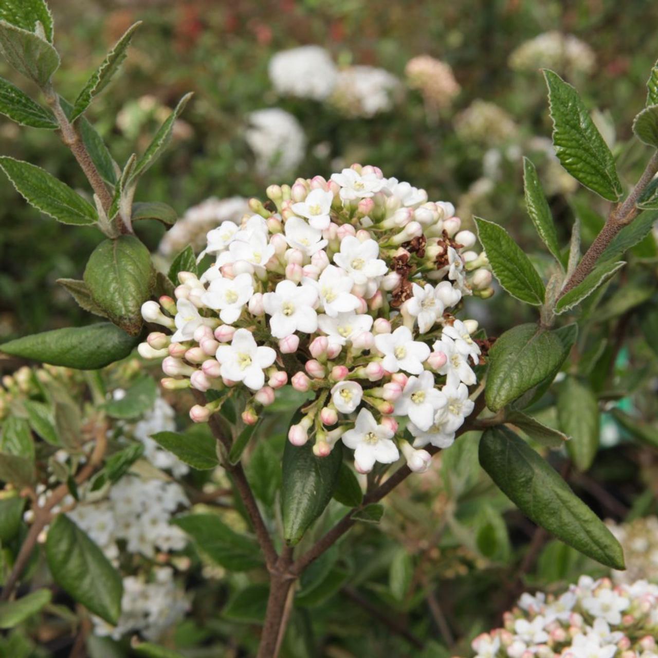 Viburnum burkwoodii plant