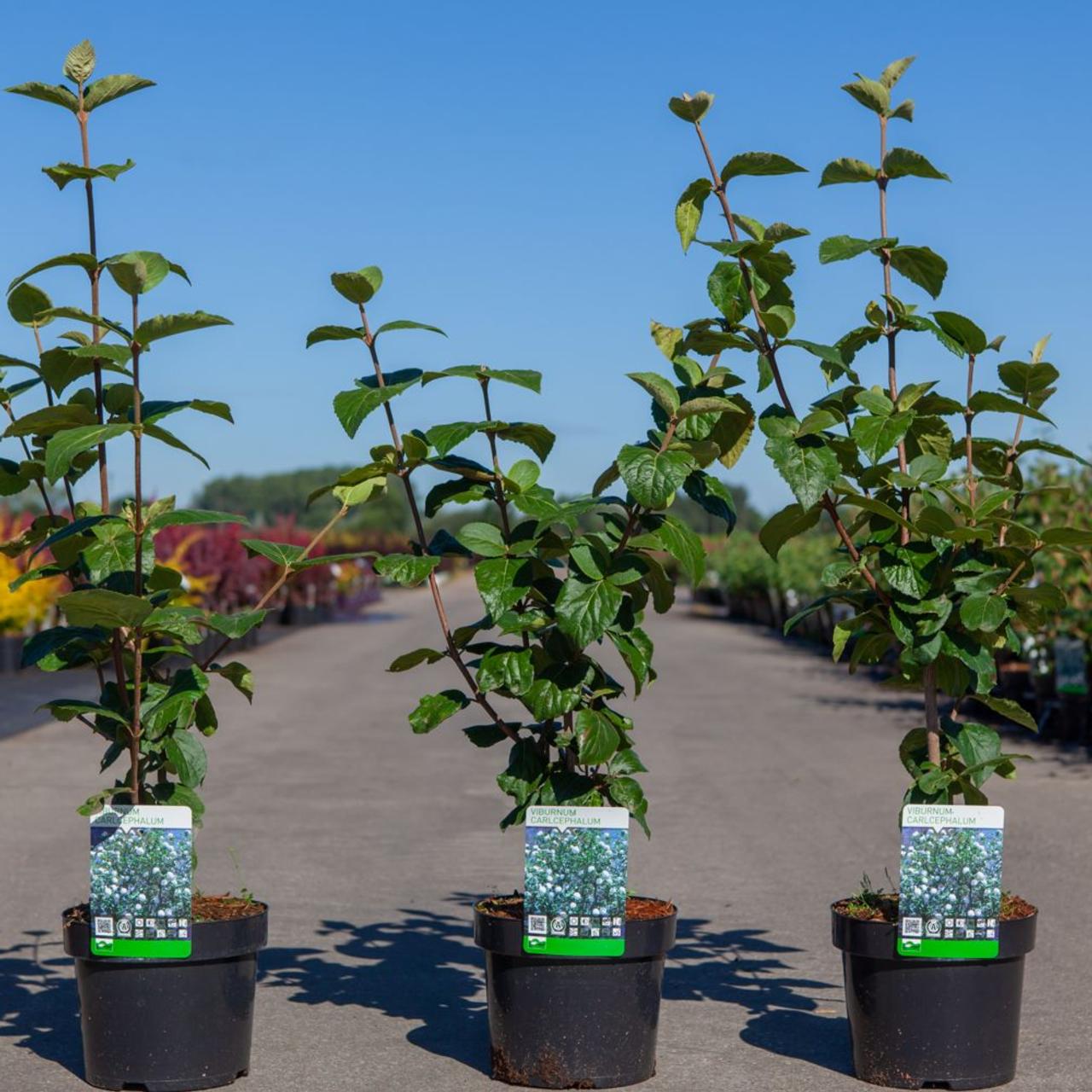 Viburnum carlcephalum plant