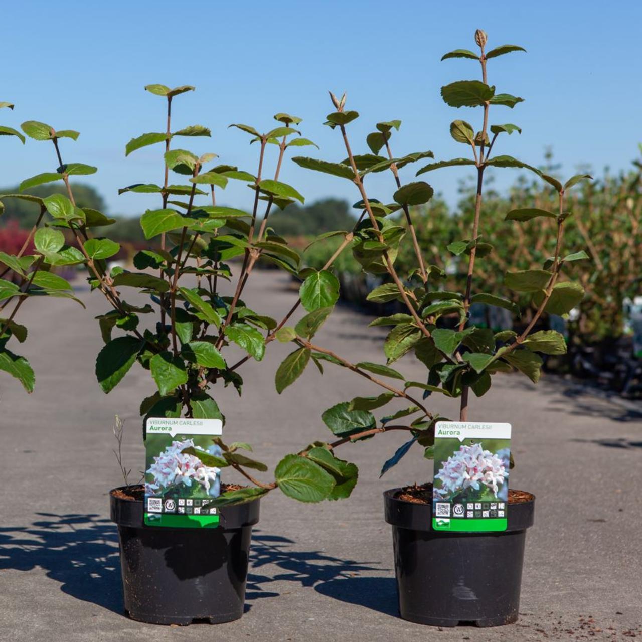 Viburnum carlesii 'Aurora' plant