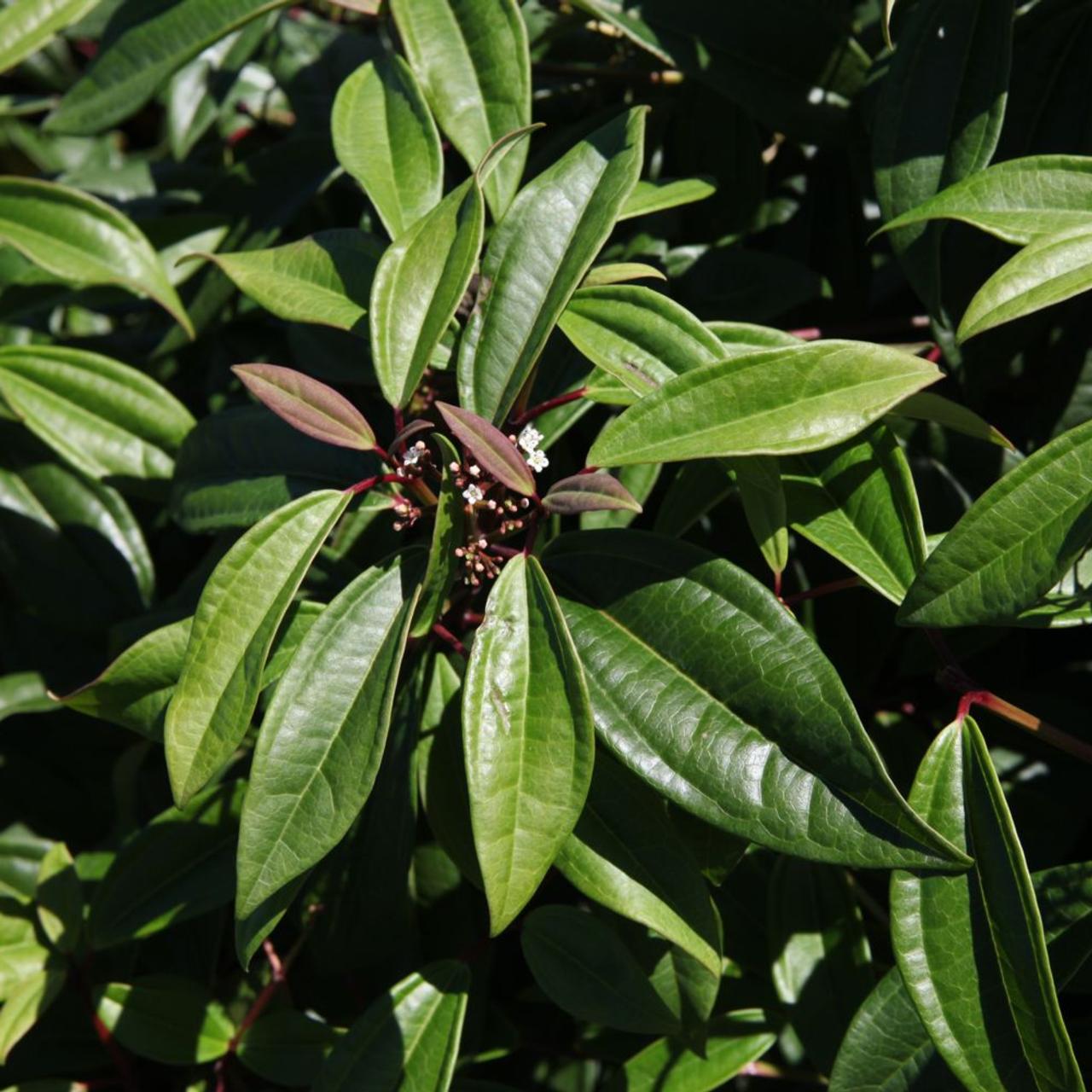 Viburnum davidii 'Angustifolium' plant