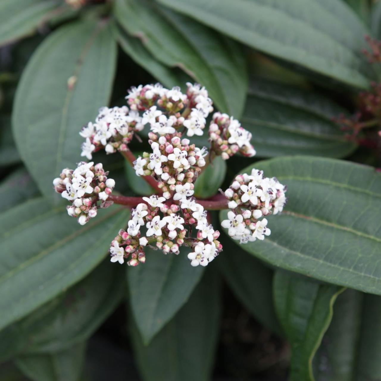 Viburnum davidii plant