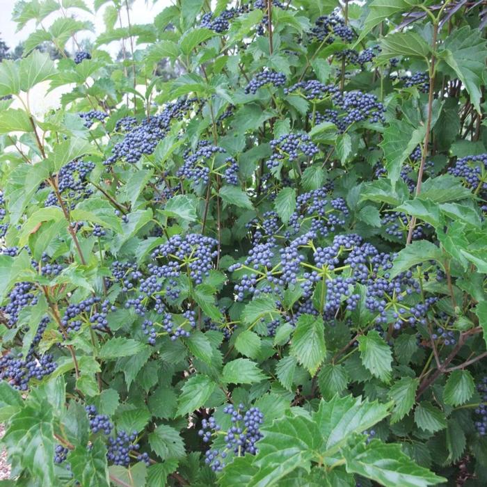 Viburnum dentatum 'Blue Muffin' plant