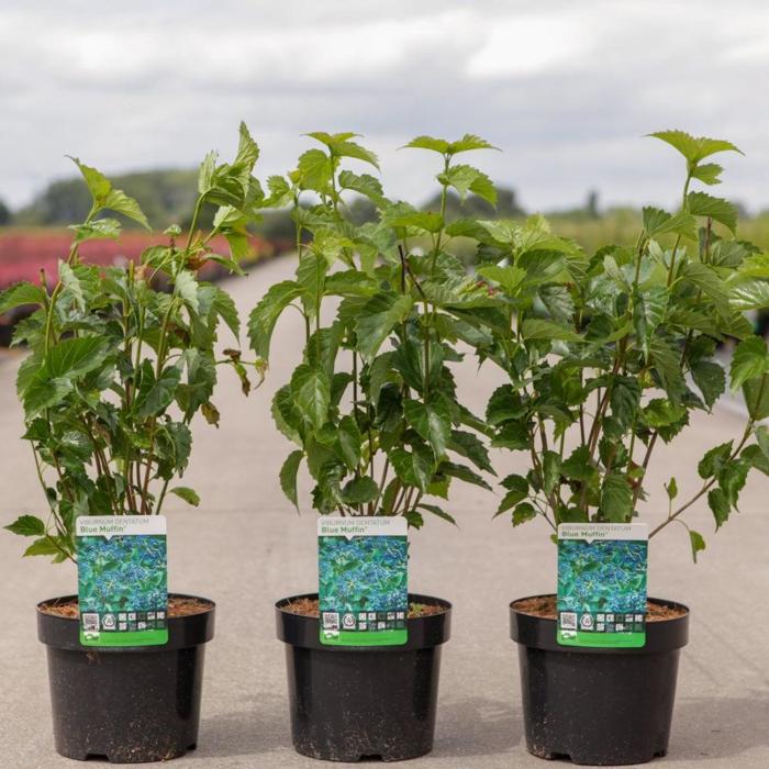 Viburnum dentatum 'Blue Muffin' plant