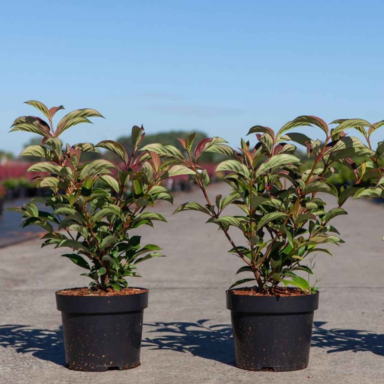 Viburnum hillieri 'Winton' plant