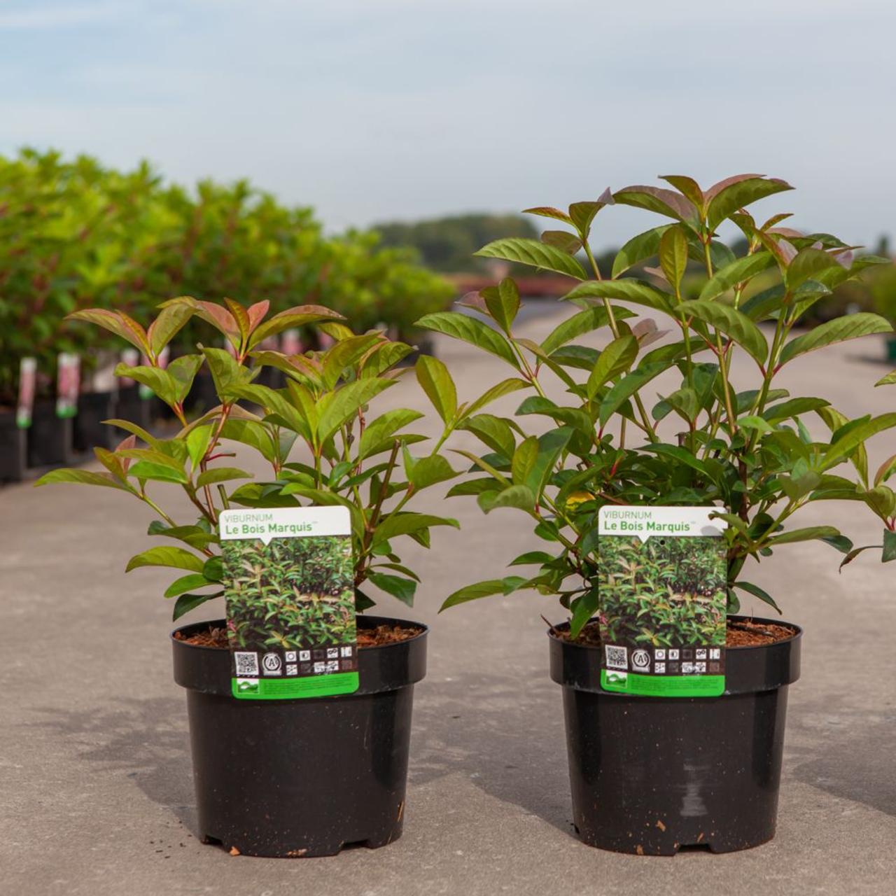 Viburnum 'Le Bois Marquis' plant