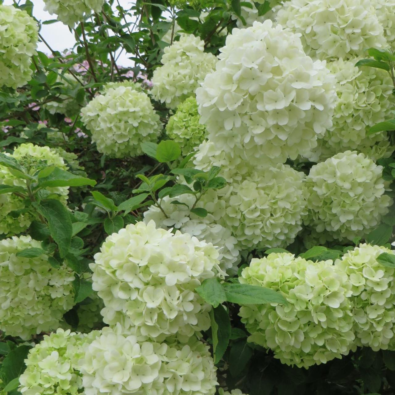 Viburnum macrocephalum 'Happy Fortuna'  plant