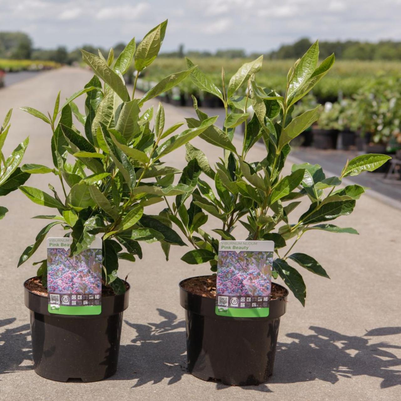 Viburnum nudum 'Pink Beauty' plant