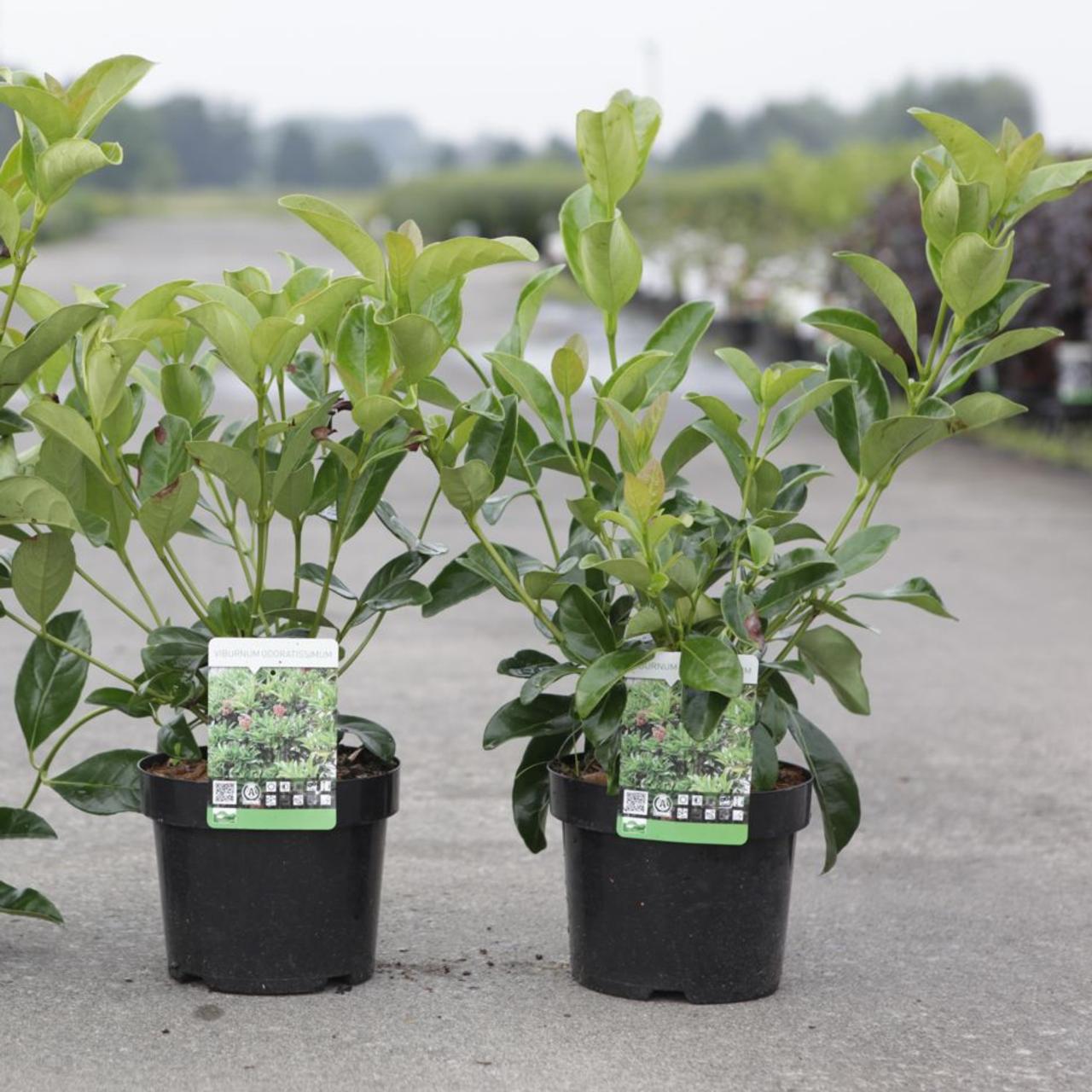 Viburnum odoratissimum plant