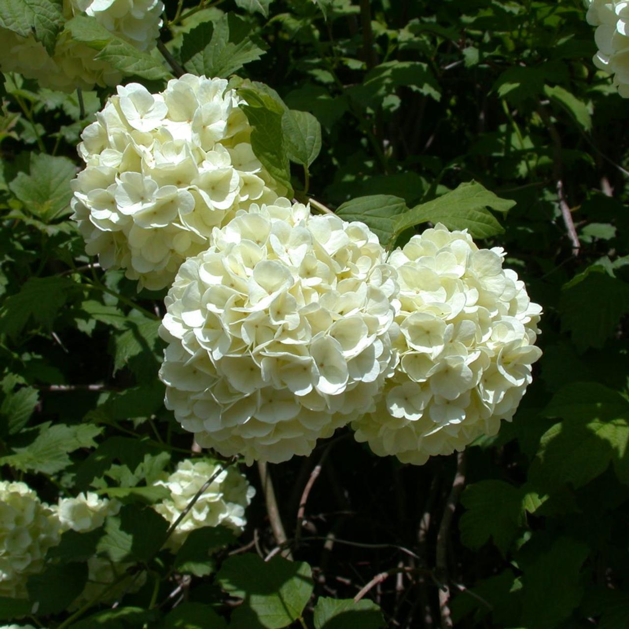 Viburnum opulus 'Roseum' plant