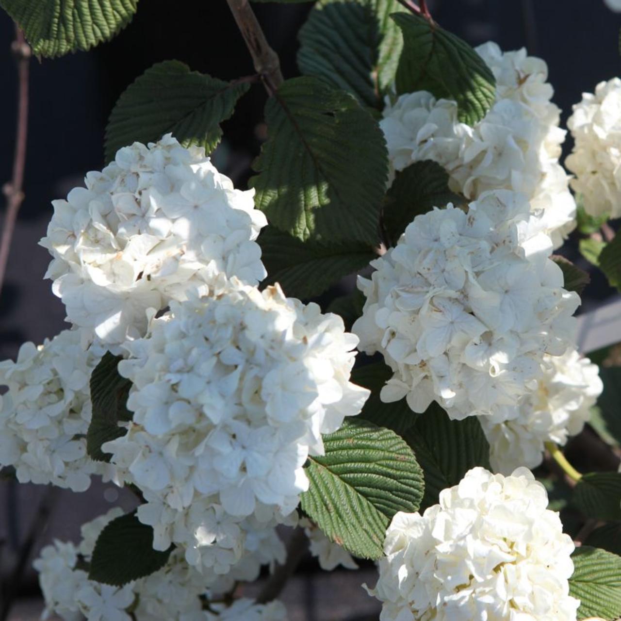 Viburnum plicatum 'Grandiflorum' plant