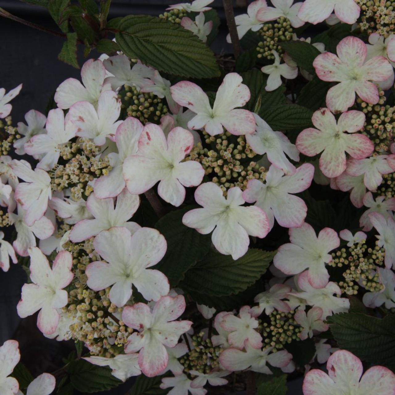 Viburnum plicatum 'Kilimandjaro Sunrise' plant