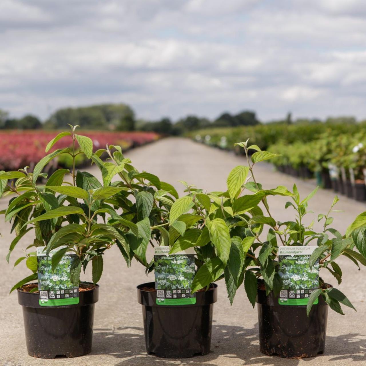 Viburnum plicatum 'Kilimandjaro' plant