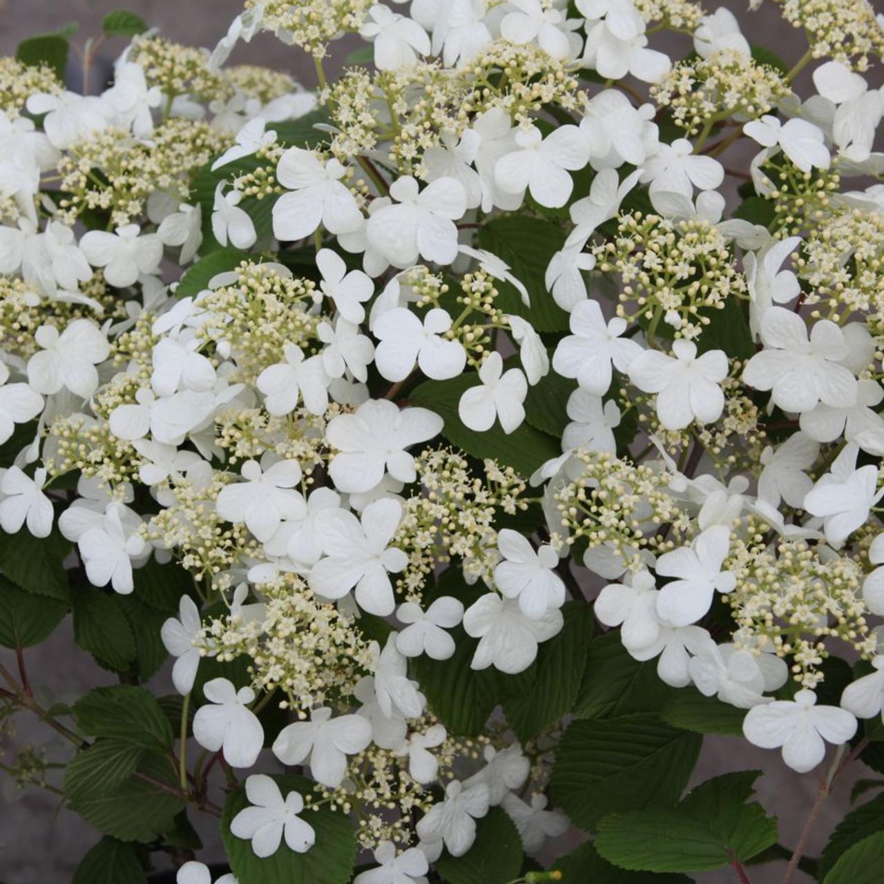 Viburnum plicatum 'Mariesii' plant