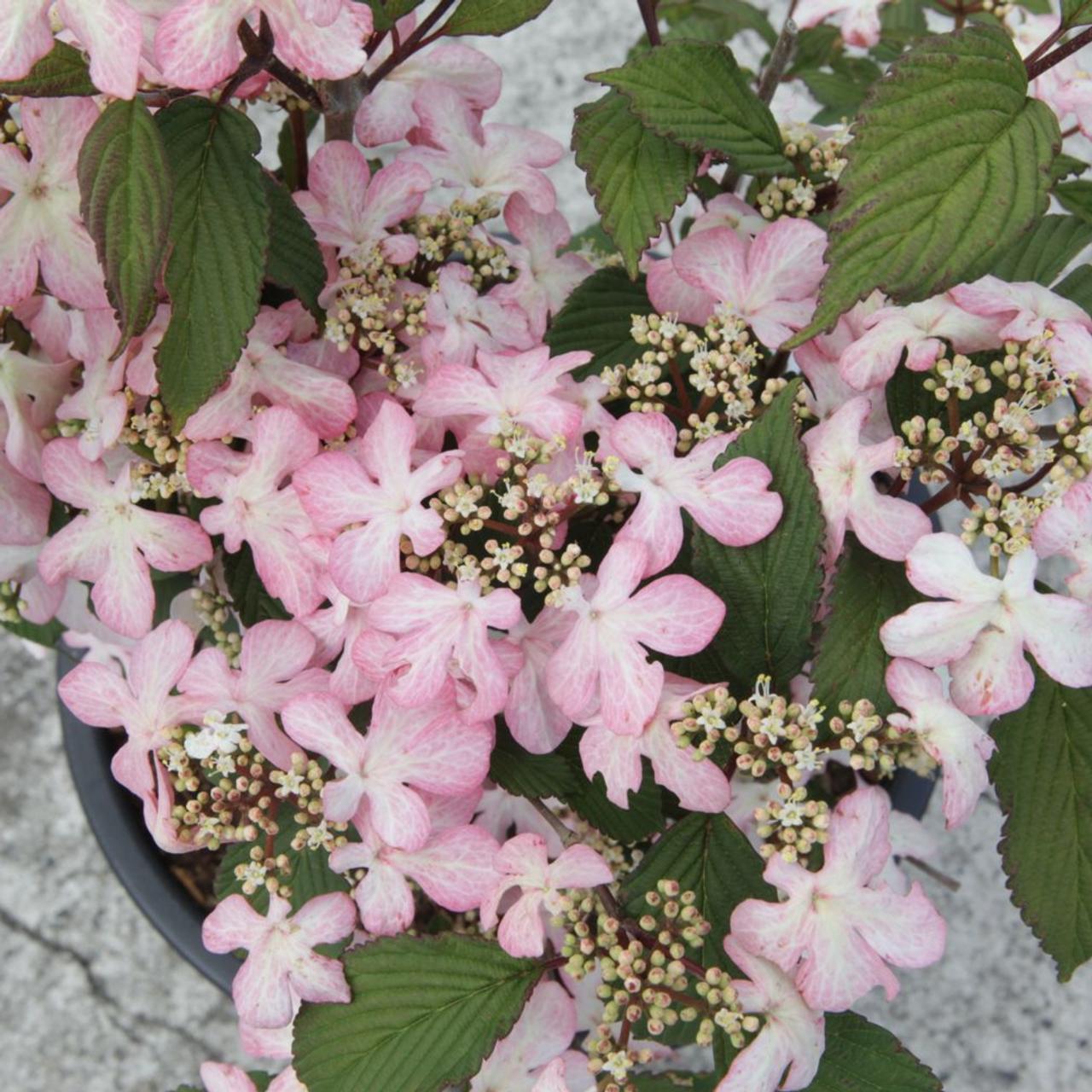 Viburnum plicatum 'Molly Schroeder' plant