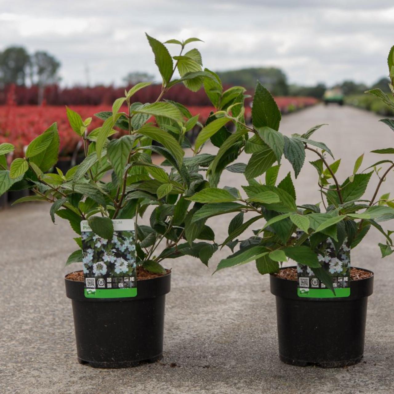 Viburnum plicatum 'Pink Beauty' plant