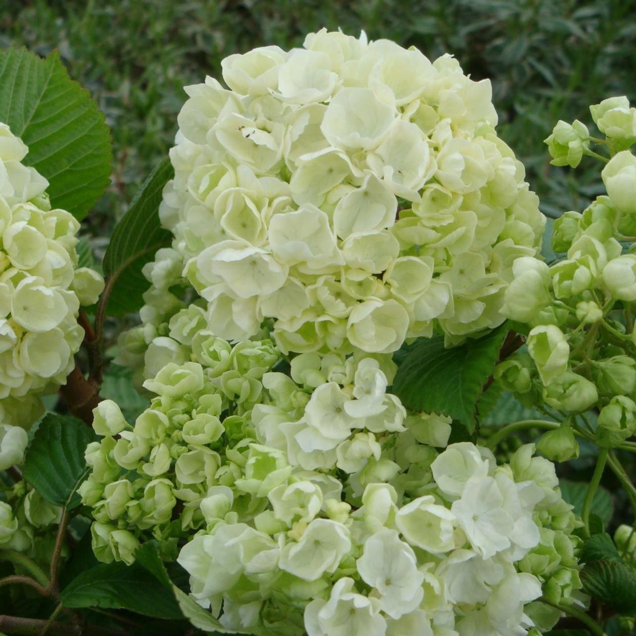 Viburnum plicatum 'Popcorn' plant