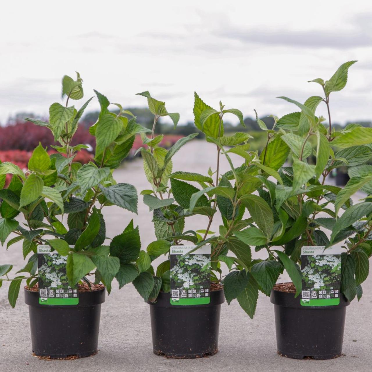 Viburnum plicatum 'Shasta' plant