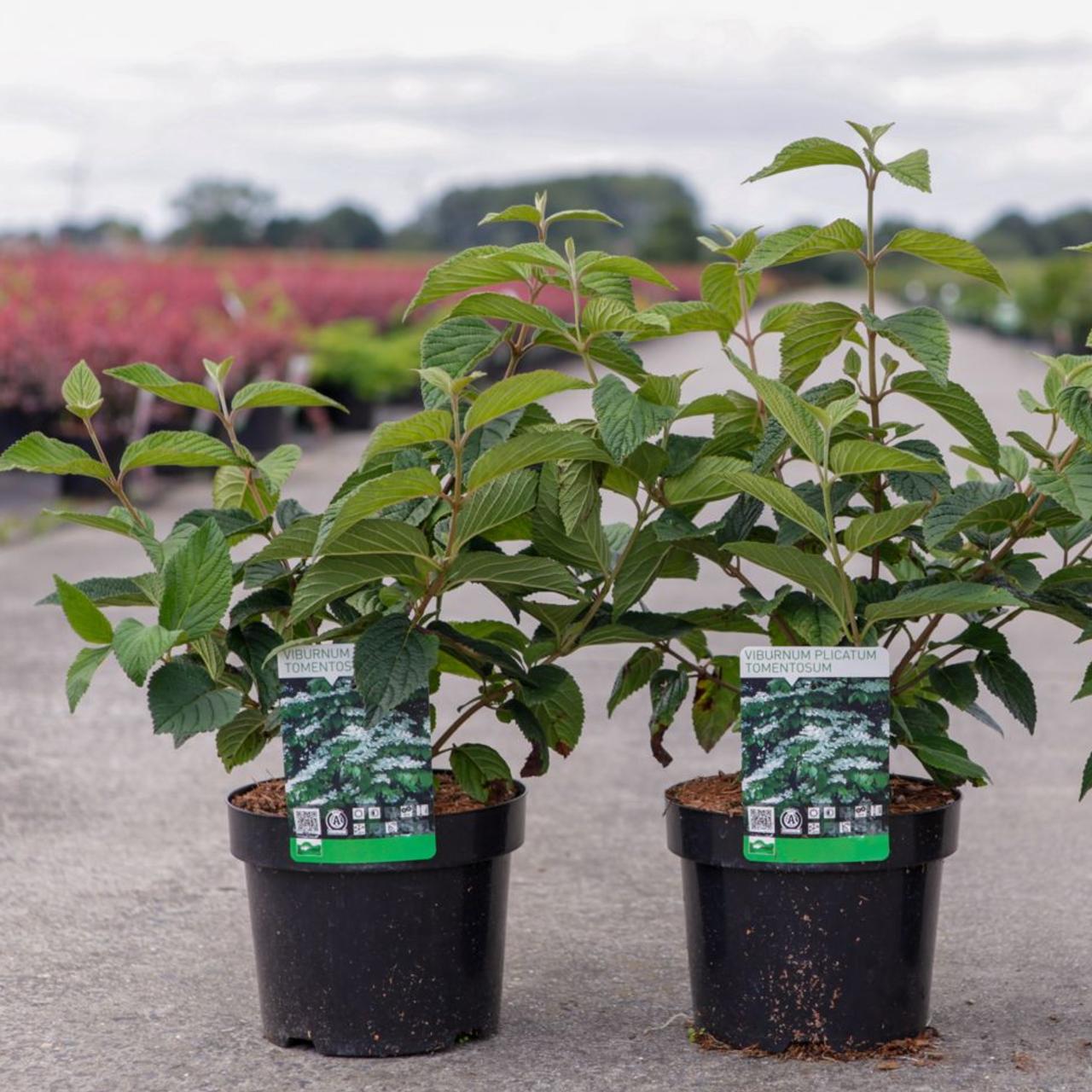 Viburnum plicatum tomentosum plant