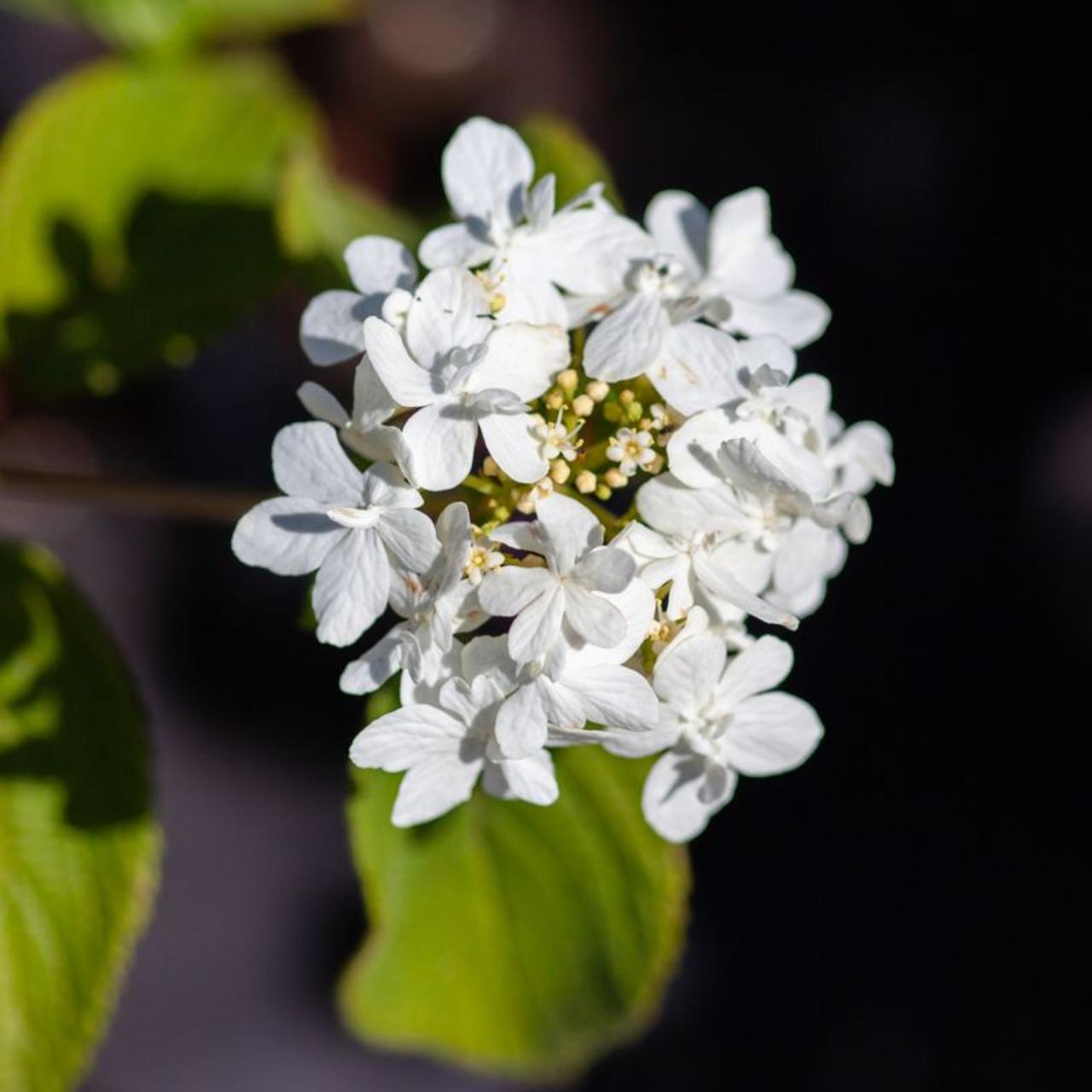 Viburnum plicatum 'Watanabe' plant