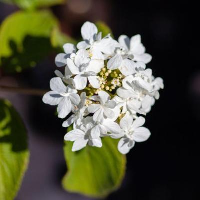 viburnum-plicatum-watanabe