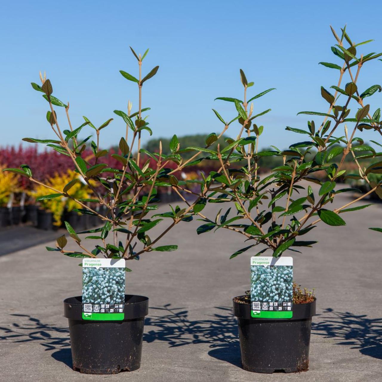 Viburnum 'Pragense' plant