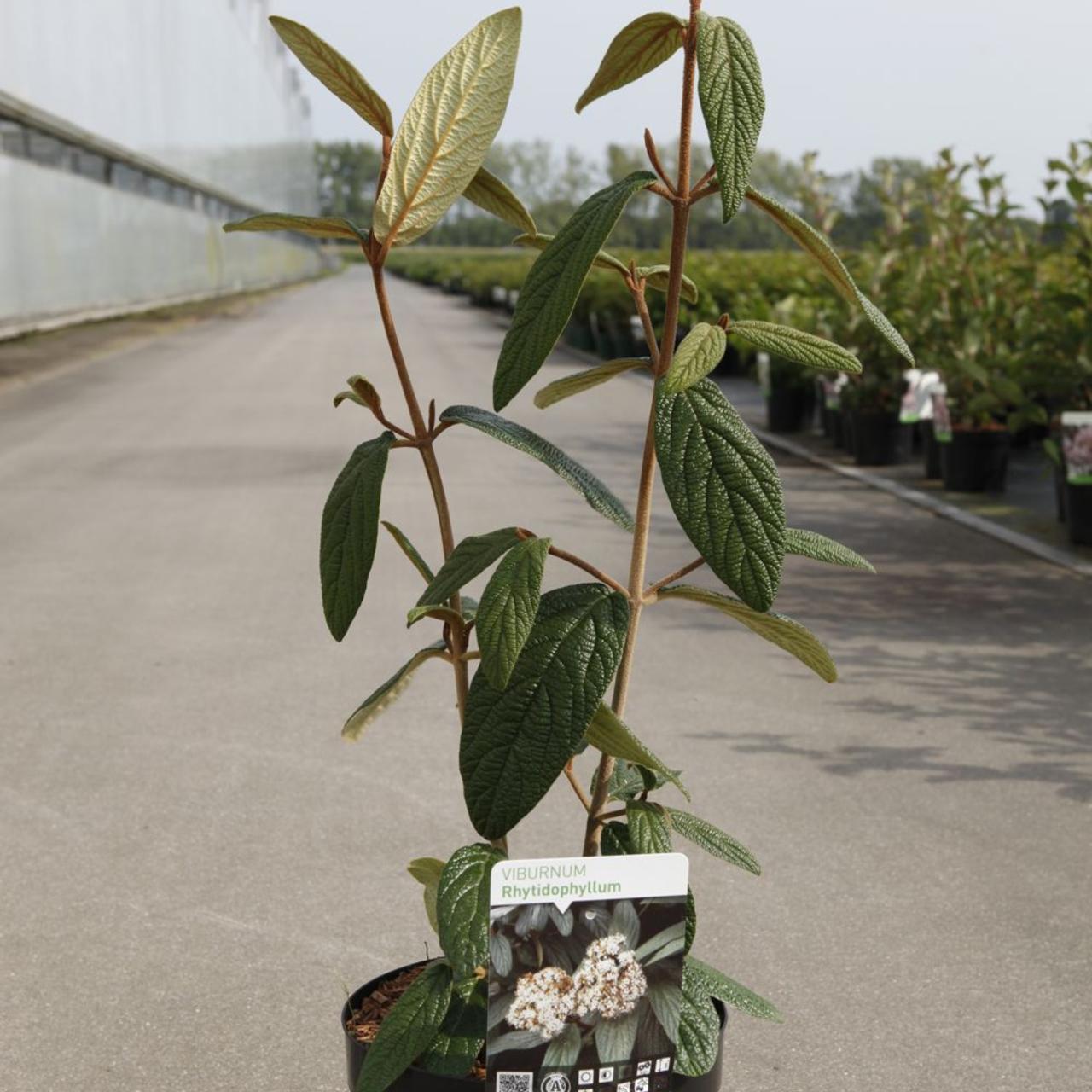 Viburnum rhytidophyllum plant