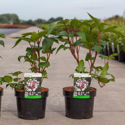 viburnum-sargentii-onondaga