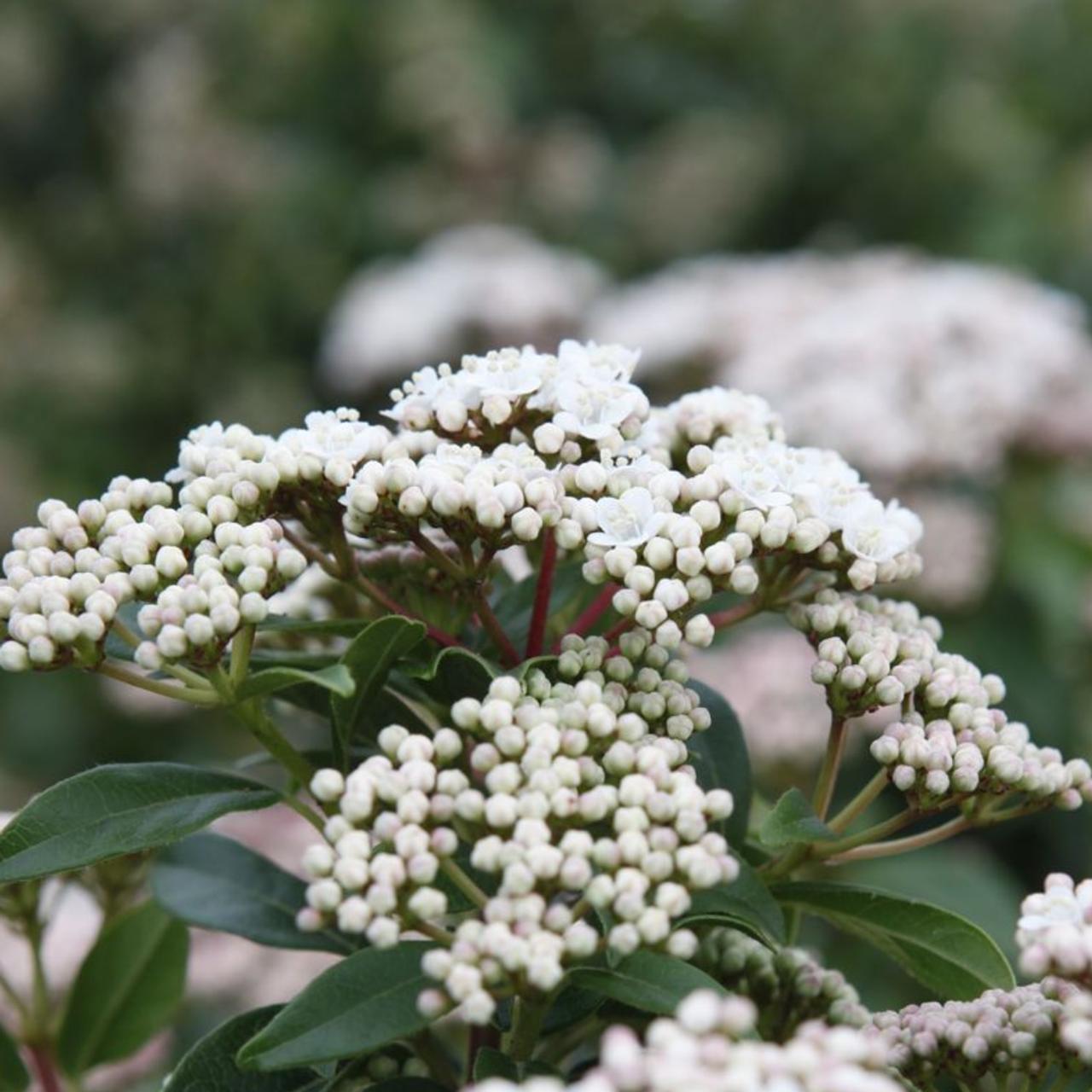 Viburnum tinus 'Eve Price' plant