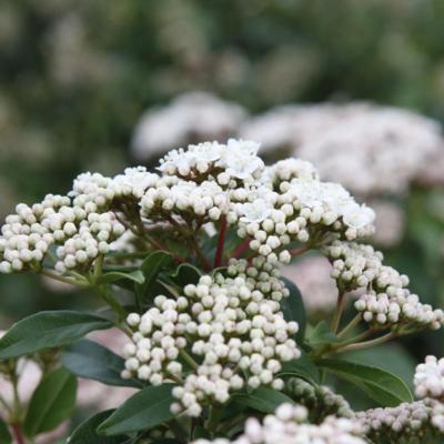 viburnum-tinus-eve-price