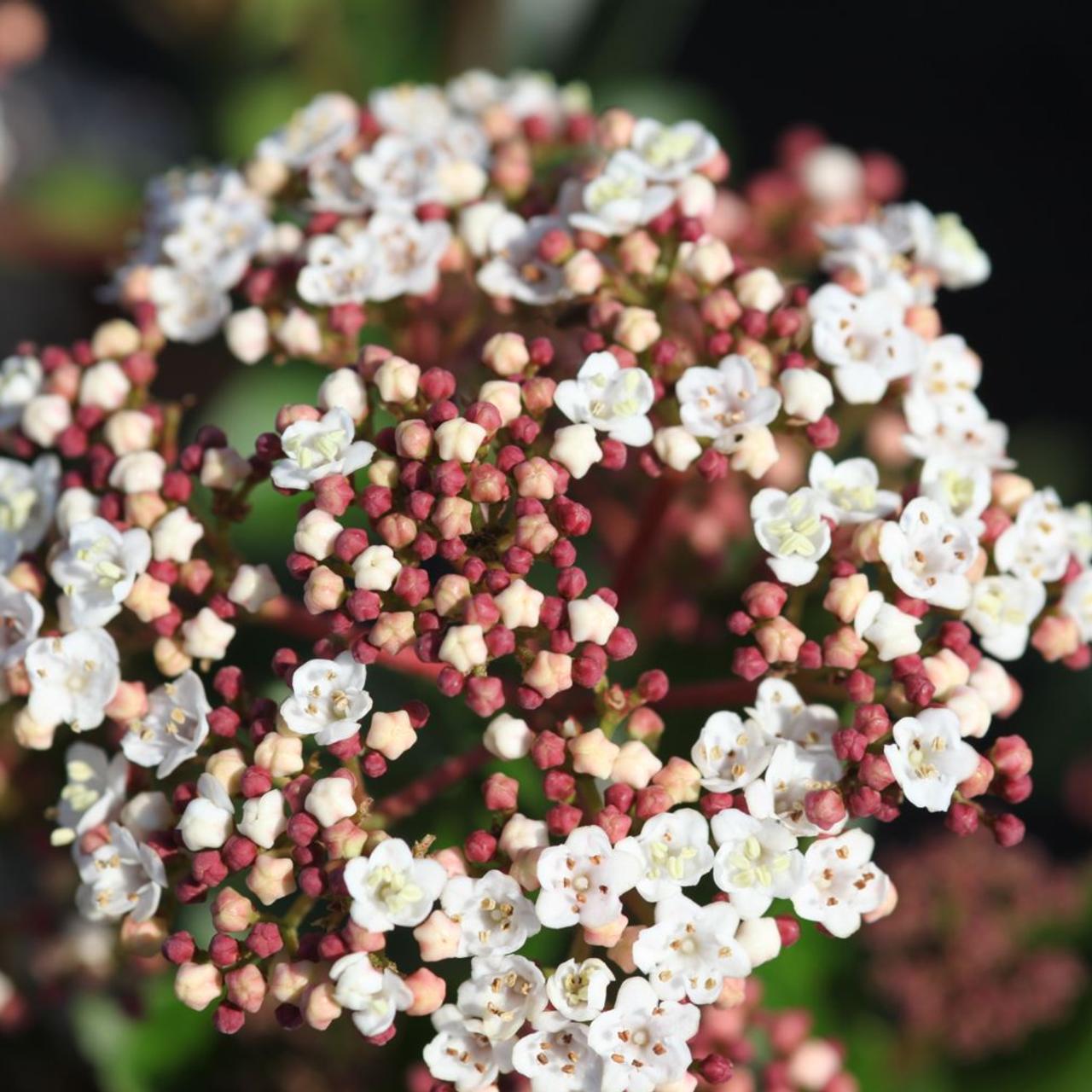 Viburnum tinus 'Lisarose' plant