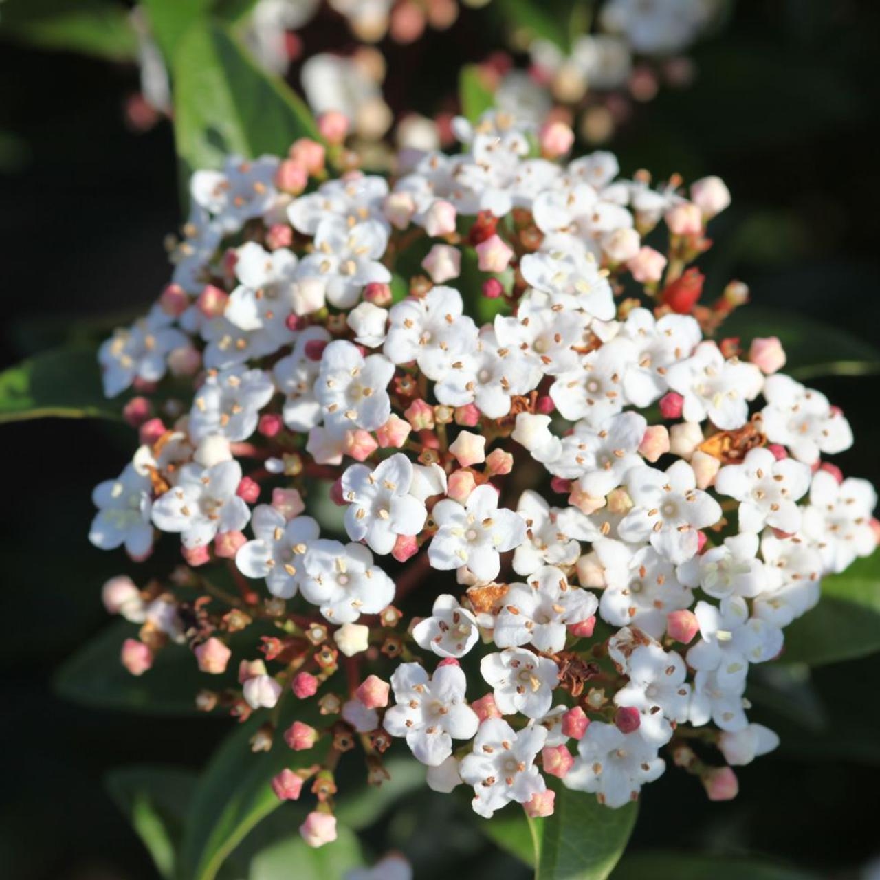 Viburnum tinus 'Spirit' plant