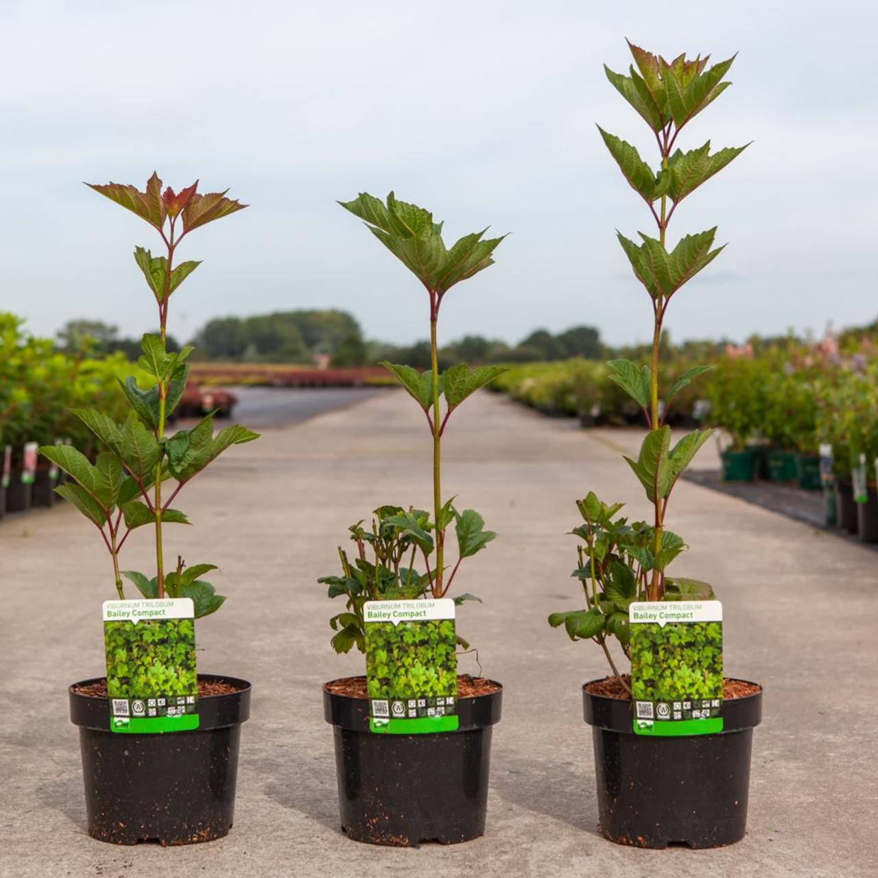 Viburnum trilobum 'Bailey Compact' plant