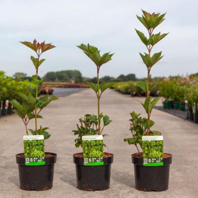 viburnum-trilobum-bailey-compact