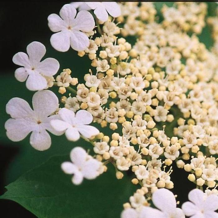 Viburnum trilobum 'Wentworth' plant