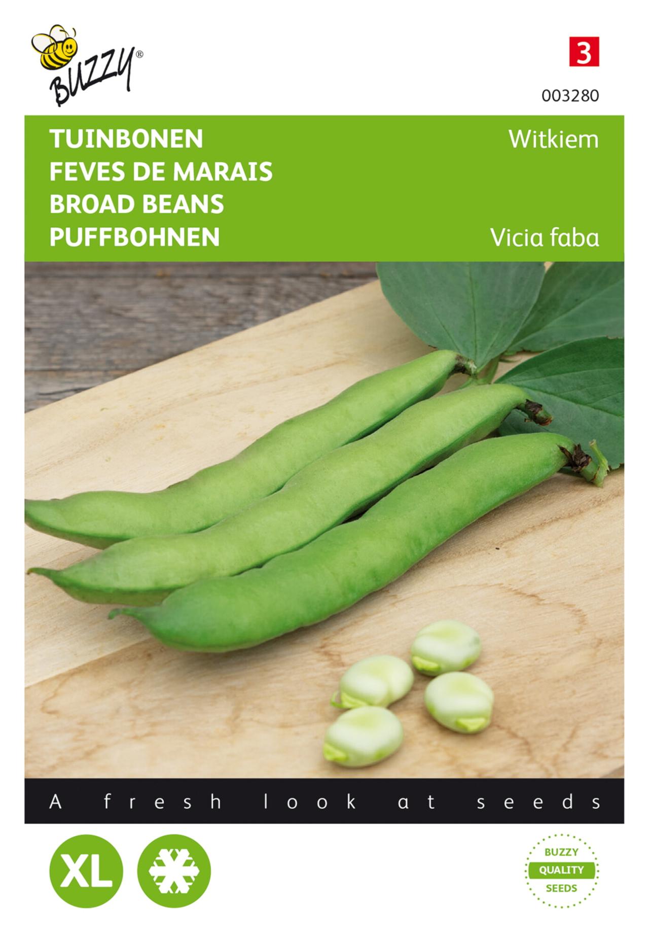 vicia-faba-witkiem Vicia faba 'Witkiem' plant