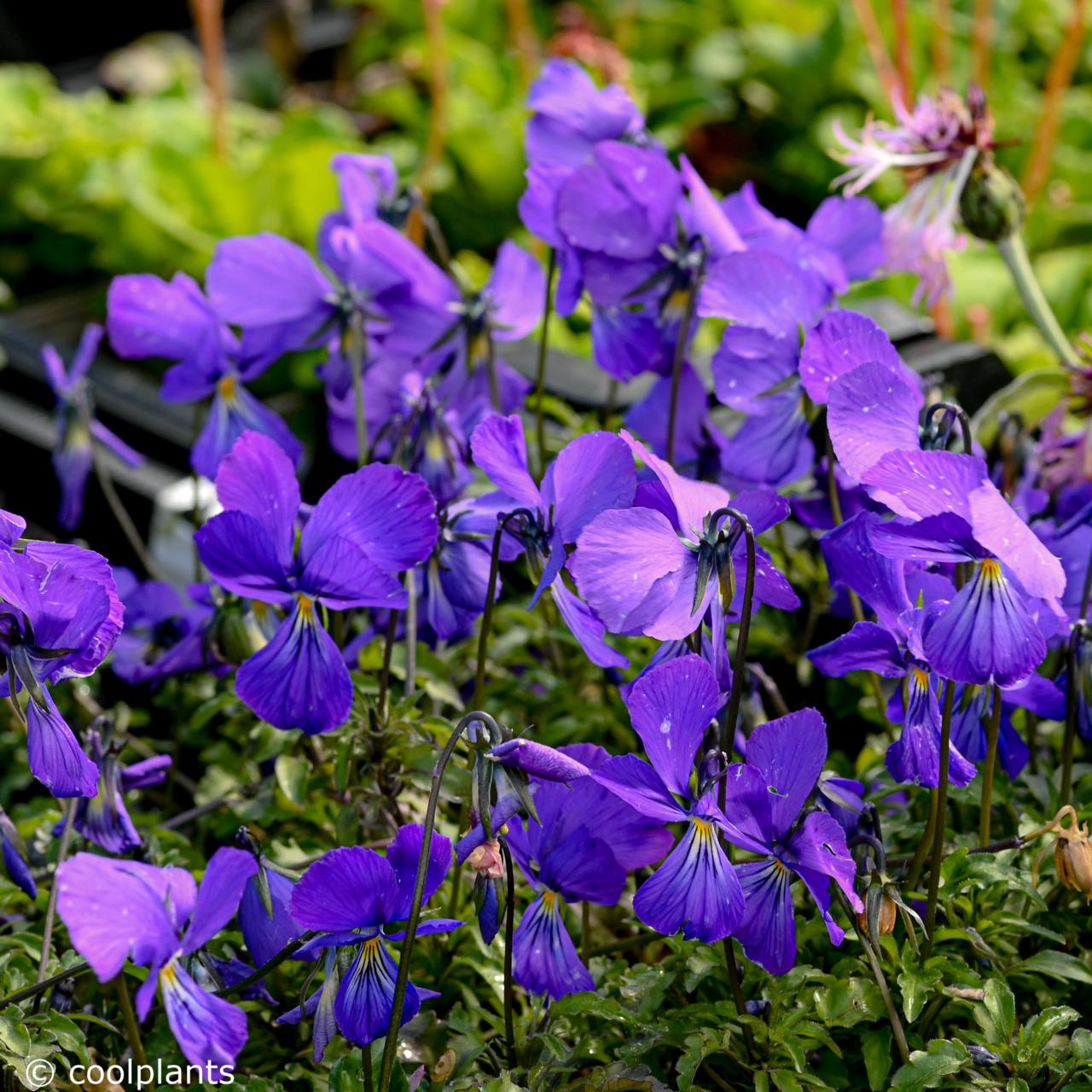 Viola corsica plant