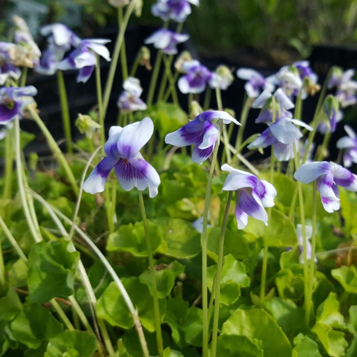 Viola hederaceae plant