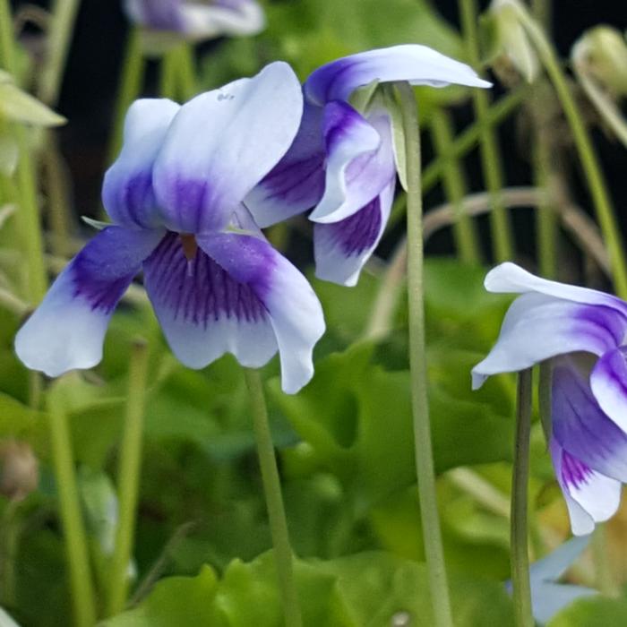 Viola hederaceae plant