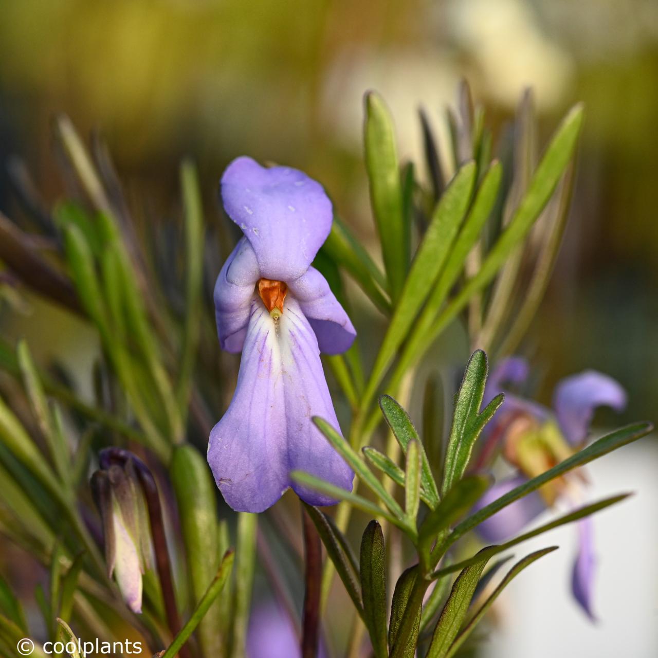 Viola pedata plant