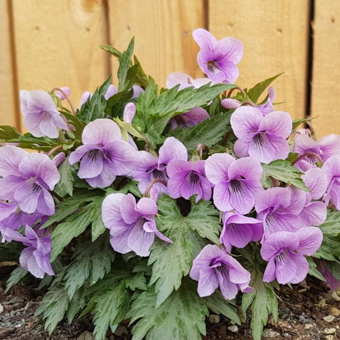 Viola 'Silver Samurai' plant