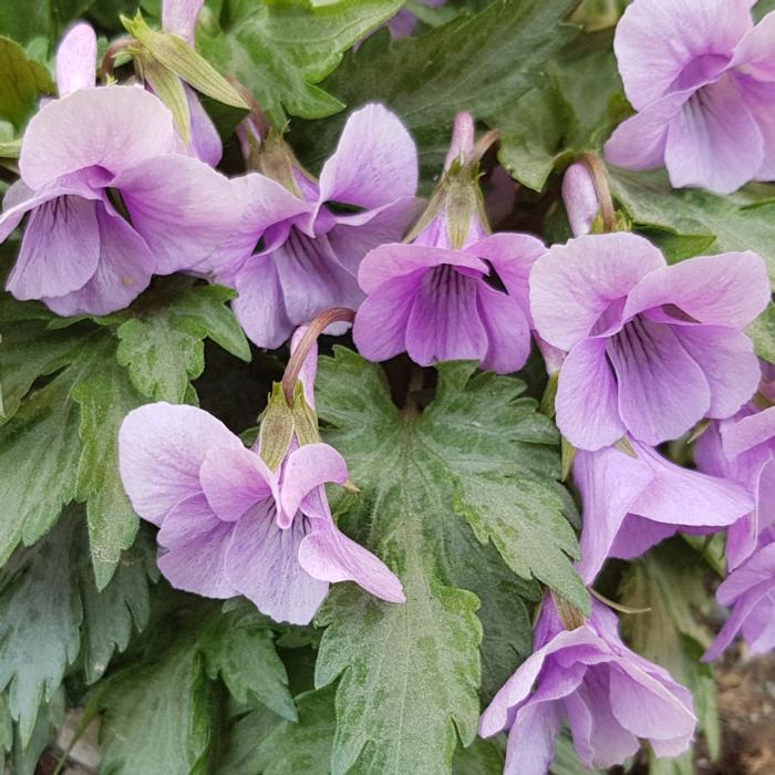 Viola 'Silver Samurai' plant