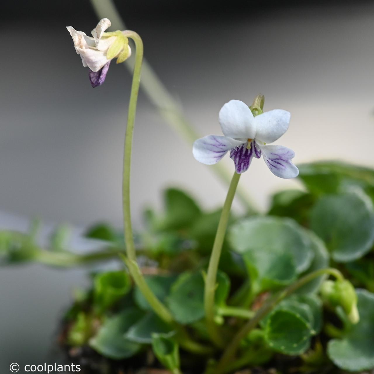 Viola verecunda var. yakusimana plant