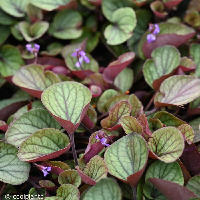 Viola walteri 'Silver Gem' plant