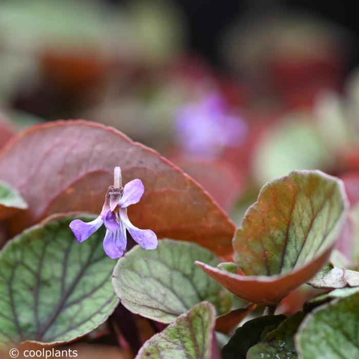 Viola walteri 'Silver Gem' plant