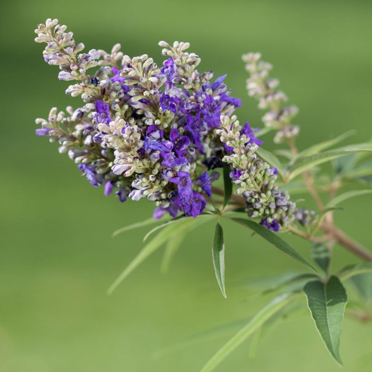 Vitex agnus castus. Витекс священный. Витекс Agnus-castus Alba. Витекс священный Латифолия.