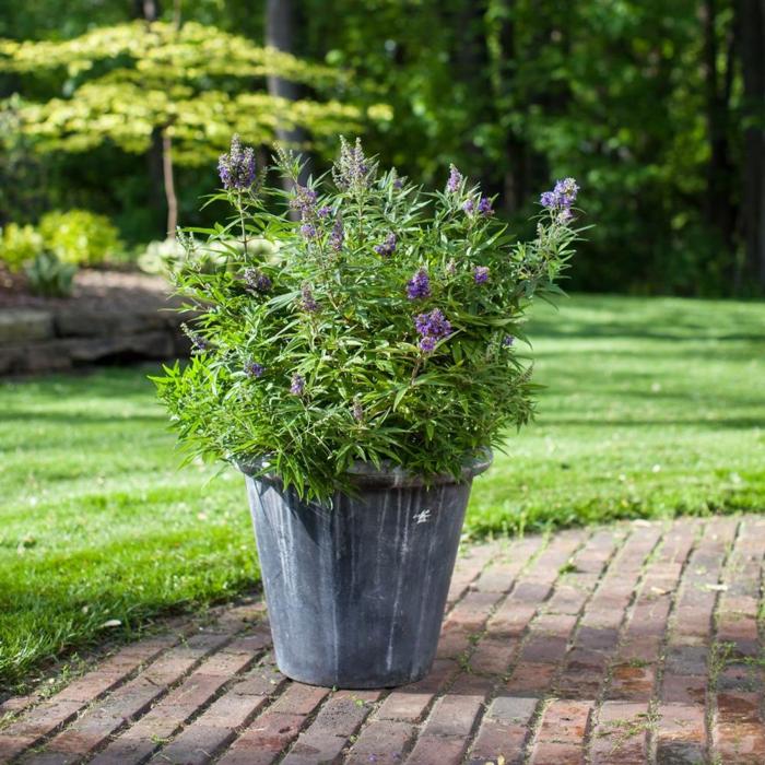 Vitex agnus-castus 'Blue Puffball' plant