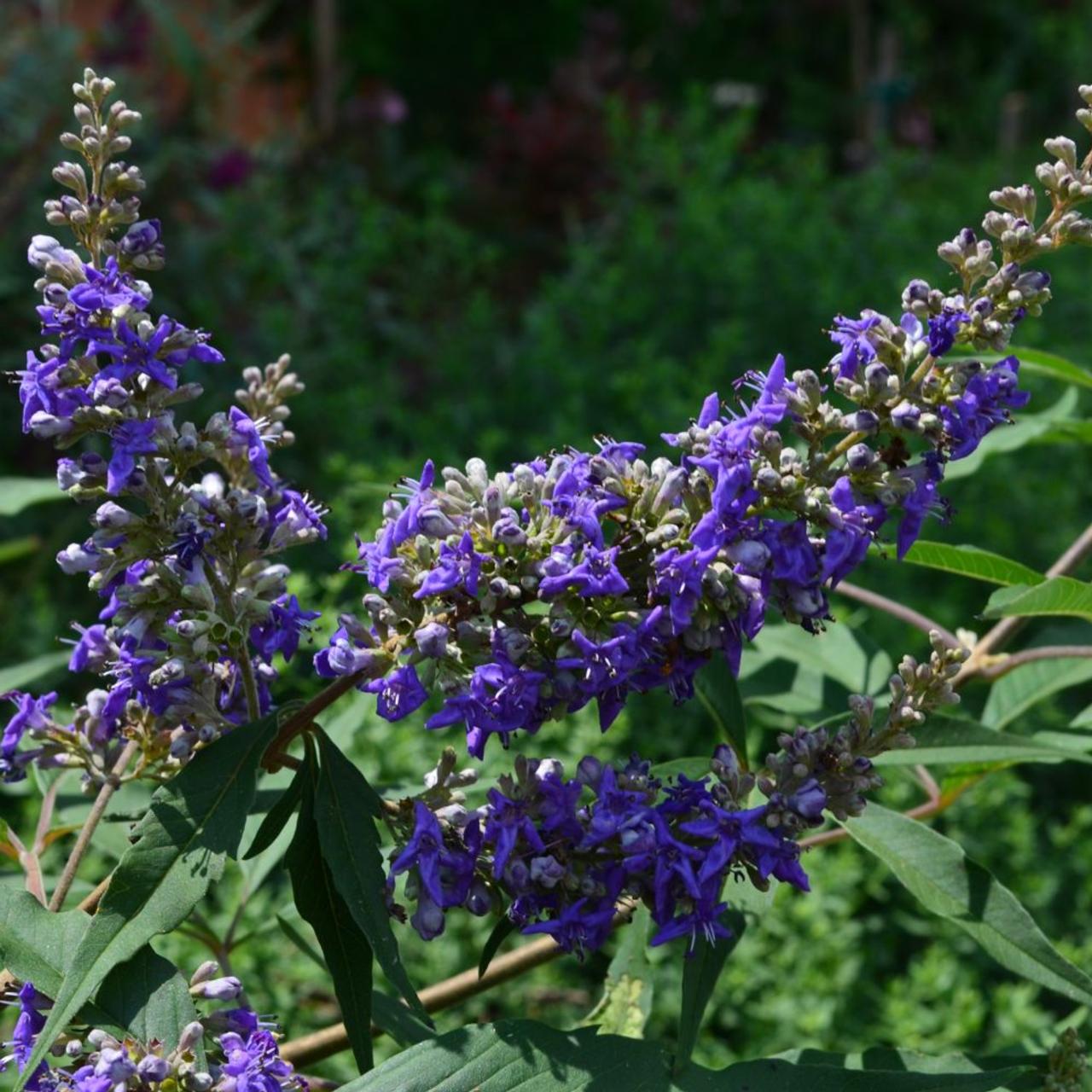 Vitex agnus-castus 'Delta Blues' plant